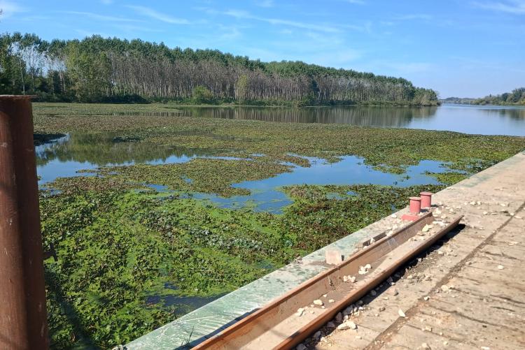 Conca Valdaro_Piante infestanti